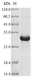 Recombinant Human Granzyme K (GZMK)