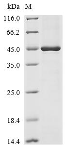 Recombinant Human Protein flightless-1 homolog (FLII), partial