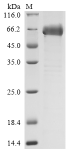 Recombinant Norovirus Capsid protein VP1 (ORF2)