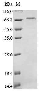 Recombinant Mouse Neurofilament light polypeptide (Nefl)
