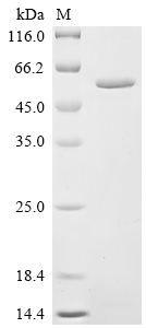 Recombinant Frog virus 3 Major capsid protein (FV3-090R)
