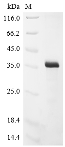 Recombinant Vaccinia virus Soluble interferon gamma receptor OPG193 (OPG193)