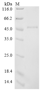 Recombinant Human Probable threonine protease PRSS50 (PRSS50)