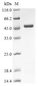 Recombinant Human Uncharacterized protein C6orf163 (C6orf163)