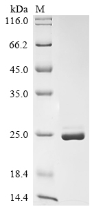 Recombinant Human EF-hand calcium-binding domain-containing protein 11 (EFCAB11)