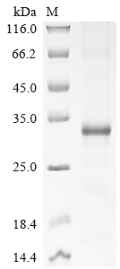 Recombinant Human papillomavirus type 18 Probable protein E5 (E5)
