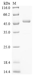 Recombinant Vaccinia virus Intermediate transcription factor 3 large subunit (VITF3L)