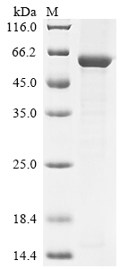 Recombinant Mouse Threonine synthase-like 2 (Thnsl2)