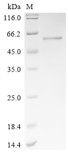Recombinant Human Activating signal cointegrator 1 complex subunit 1 (ASCC1)
