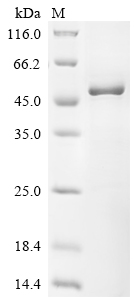 Recombinant Mouse MAP kinase-activated protein kinase 2 (Mapkapk2)