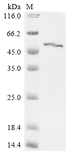 Recombinant Drosophila mauritiana Mariner Mos1 transposase (marinerT)