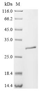 Recombinant Mouse Amelotin (Amtn)