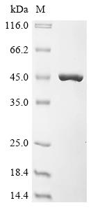 Recombinant Lactobacillus delbrueckii subsp. bulgaricus Glyceraldehyde-3-phosphate dehydrogenase (gap)