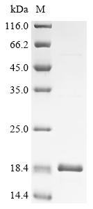 Recombinant Mycobacteroides abscessus ESAT-6-like protein