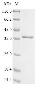 Recombinant Mouse LysM and putative peptidoglycan-binding domain-containing protein 3 (Lysmd3), partial