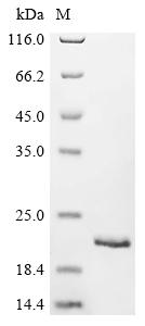 Recombinant Streptococcus pneumoniae Immunoglobulin A1 protease (iga), partial