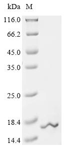 Recombinant Mouse Ubiquitin-like protein FUBI (Fau)