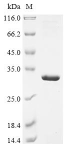Recombinant Human HLA class II histocompatibility antigen, DRB1 beta chain (HLA-DRB1), partial
