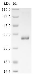 Recombinant Prunus persica Thaumatin-like protein 2