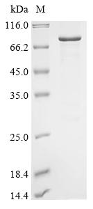 Recombinant Mouse Cryptochrome-2 (Cry2)