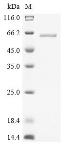 Recombinant Mouse Tubulin alpha-4A chain (Tuba4a)
