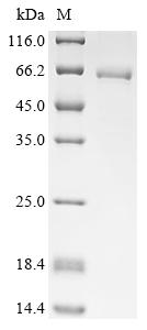 Recombinant Human Taste receptor type 1 member 2 (TAS1R2), partial