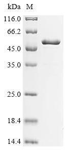 Recombinant Pseudomonas putida RNA polymerase sigma factor RpoS (rpoS)