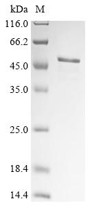 Recombinant Human herpesvirus 1 E3 ubiquitin-protein ligase ICP0 (ICP0), partial