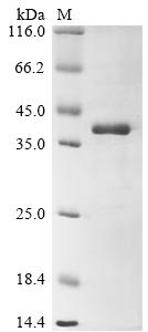 Recombinant Juniperus ashei Pectate lyase 1