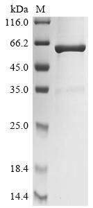 Recombinant Chicken Lysozyme C (LYZ), Biotinylated