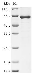 Recombinant Enterobacteria phage T4 DNA alpha-glucosyltransferase (agt)