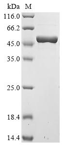 Recombinant Streptococcus pneumoniae serotype 4 Pneumolysin (ply)