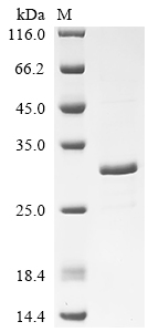 Recombinant Escherichia coli Probable phospholipid-binding lipoprotein mlaA (mlaA)