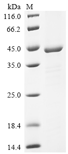 Recombinant Transcriptional regulatory protein CpxR (cpxR)