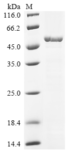 Recombinant Escherichia coli Cell shape-determining protein MreB (mreB)
