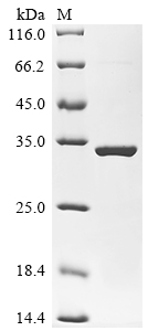 Recombinant Escherichia coli O157:H7 3-deoxy-manno-octulosonate cytidylyltransferase (kdsB)