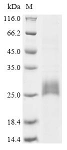 Recombinant Galleria mellonella Serine protease inhibitor dipetalogastin-like (LOC113516003)
