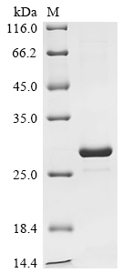 Recombinant Escherichia coli O157:H7 mRNA interferase MazF (mazF)