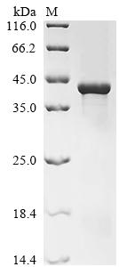 Recombinant Arabidopsis thaliana Plasmodesmata-located protein 7 (PDLP7)