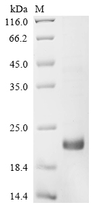Recombinant Arabidopsis thaliana Defensin-like protein 2 (PDF2.2)