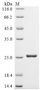 Recombinant Escherichia coli LPS-assembly lipoprotein lptE (lptE)