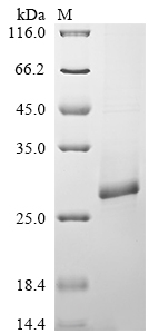 Recombinant Salmonella typhimurium Probable csgAB operon transcriptional regulatory protein (csgD)