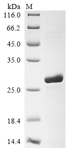 Recombinant Drosophila melanogaster Small ribosomal subunit protein uS10m (mRpS10)