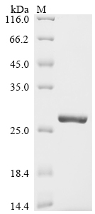Recombinant Streptococcus pneumoniae serotype 4 ribosomal protein S12 (rpsL)