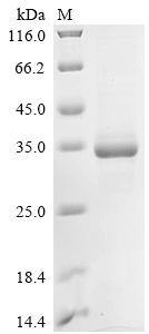 Recombinant Mouse Apolipoprotein A-I (Apoa1)