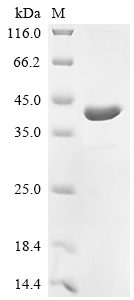 Recombinant Rat Synapsin-2 (Syn2), partial