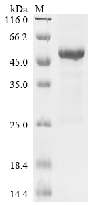 Recombinant Human Meiotic recombination protein SPO11 (SPO11)