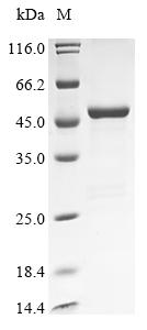 Recombinant Human Aspartate aminotransferase, mitochondrial (GOT2)