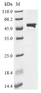 Recombinant Staphylococcus aureus Lipase 1 (lip1)