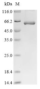 Recombinant Human Taste receptor type 1 member 3 (TAS1R3), partial